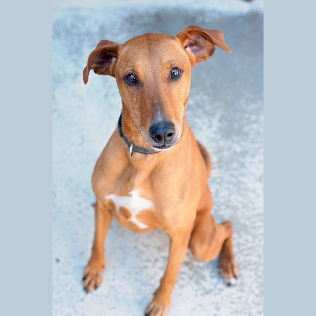 Photo of Sweetie