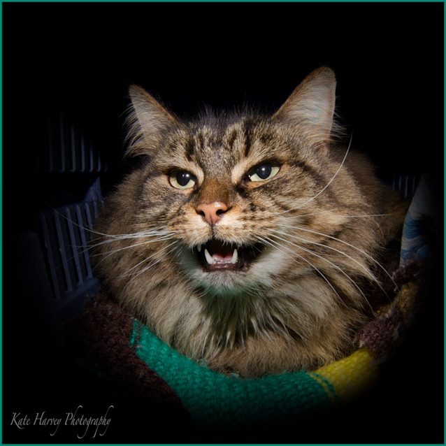Photo of Lady