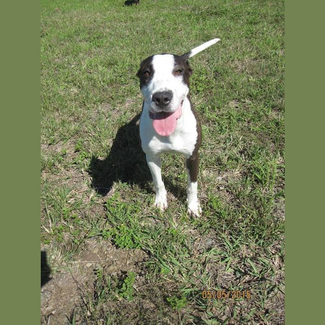 Photo of Bunny (Adoption Pending)