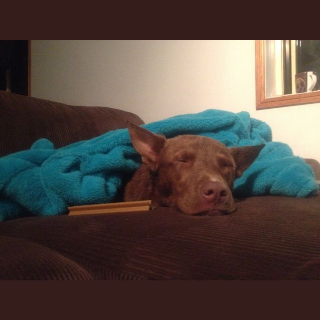 Photo of Rusty (Adoption Pending)