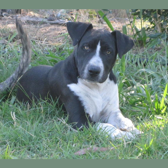 Photo of Louis (Adoption Pending)