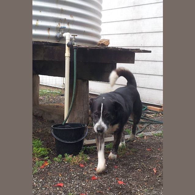 Photo of Morgan (Adoption Pending)