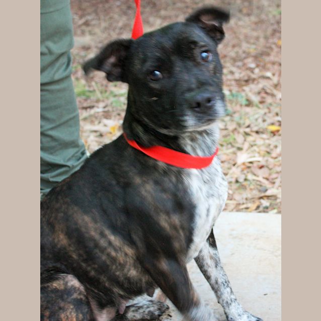 Photo of #2098 Dobby