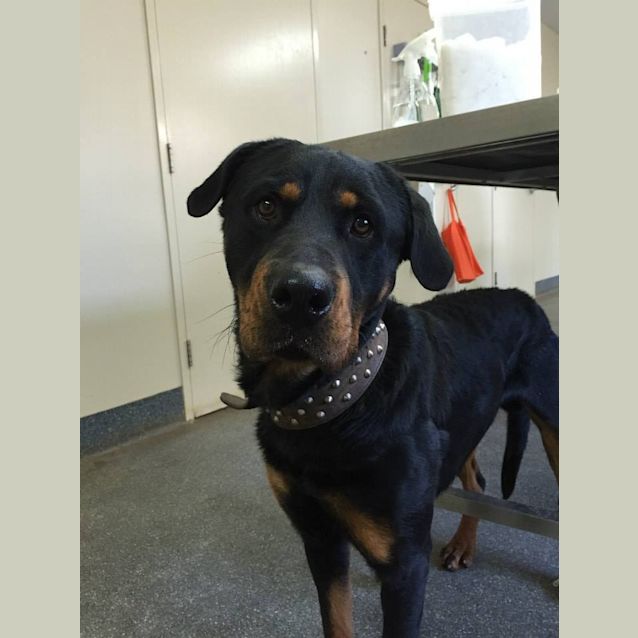 Photo of #2052 Spider