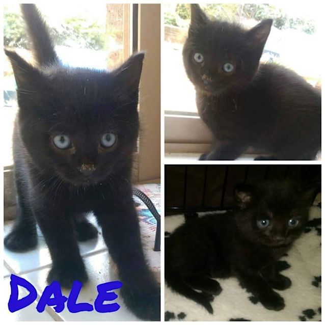 Photo of Dale