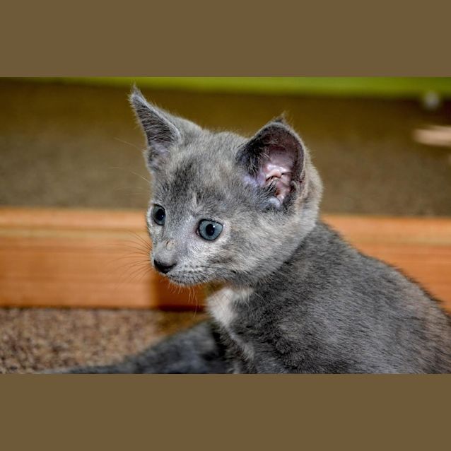 Photo of Eaton (Bec21428) *Adopted*