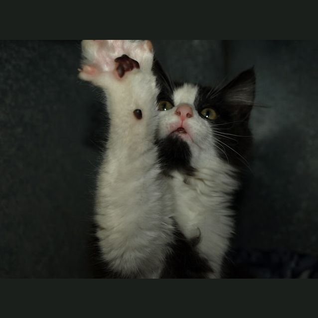 Photo of Topsy (Zazzy)