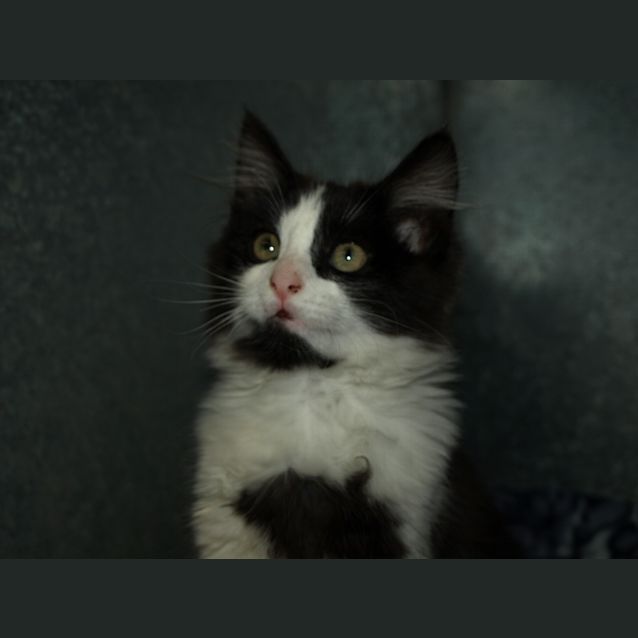 Photo of Topsy (Zazzy)