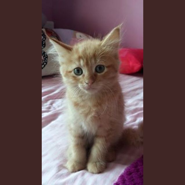 Photo of Nugget