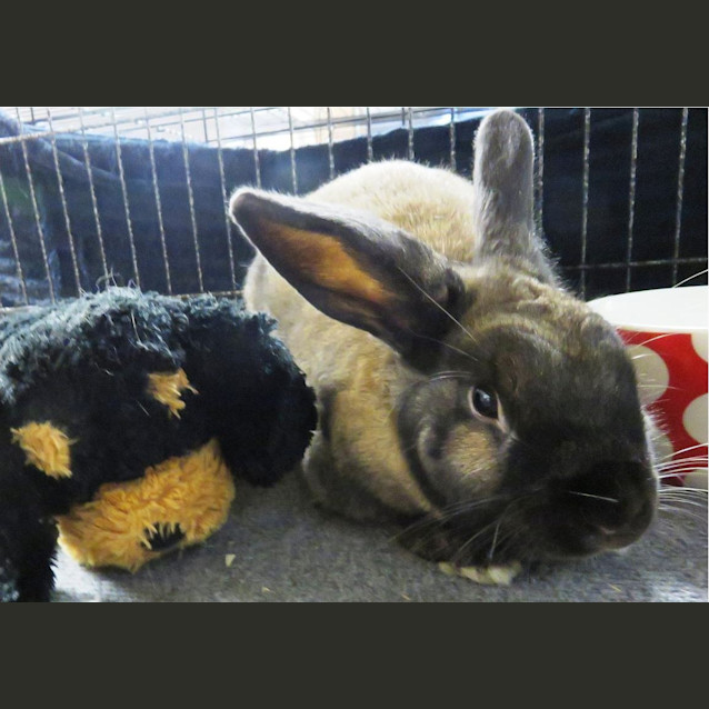 Photo of Rambo