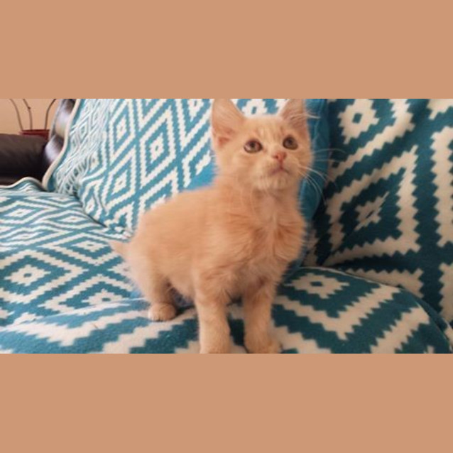 Photo of Rebel