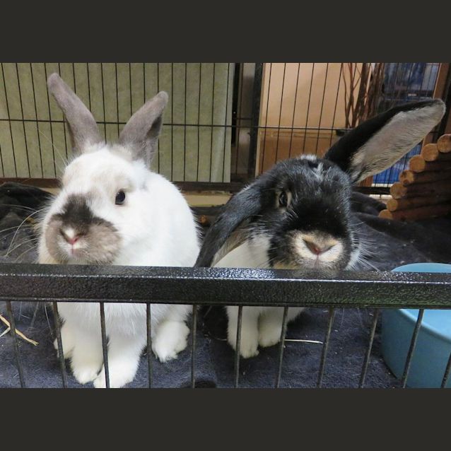 Photo of Blackberry & Coconut