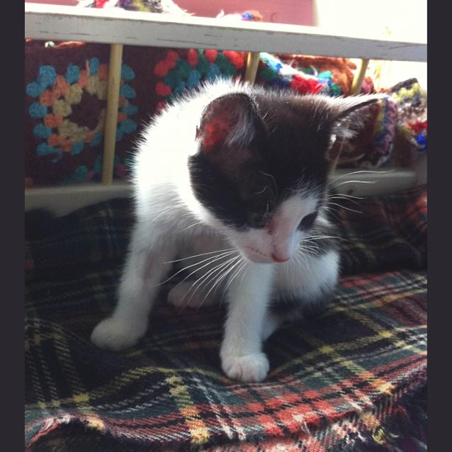 Photo of Reggie