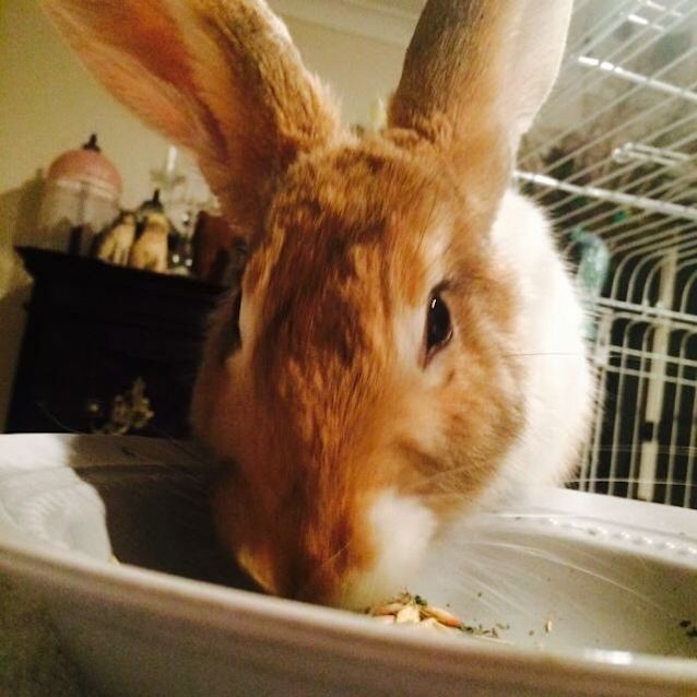 Photo of Finn