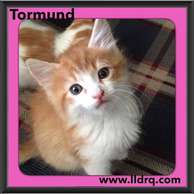 Photo of Tormund 