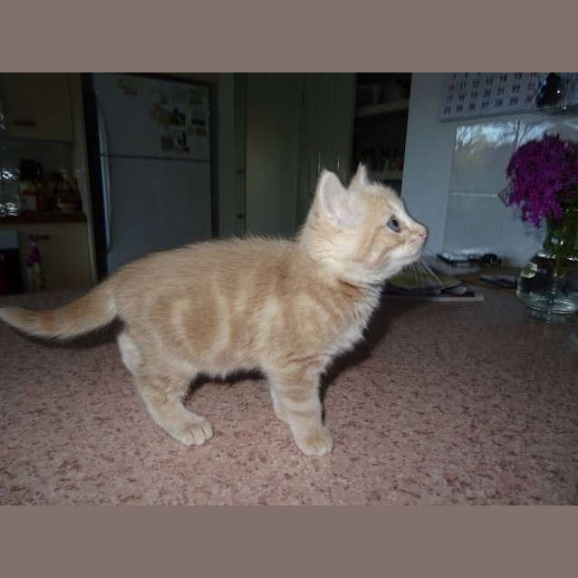 Photo of Max   Kitten Kapers Rescue 