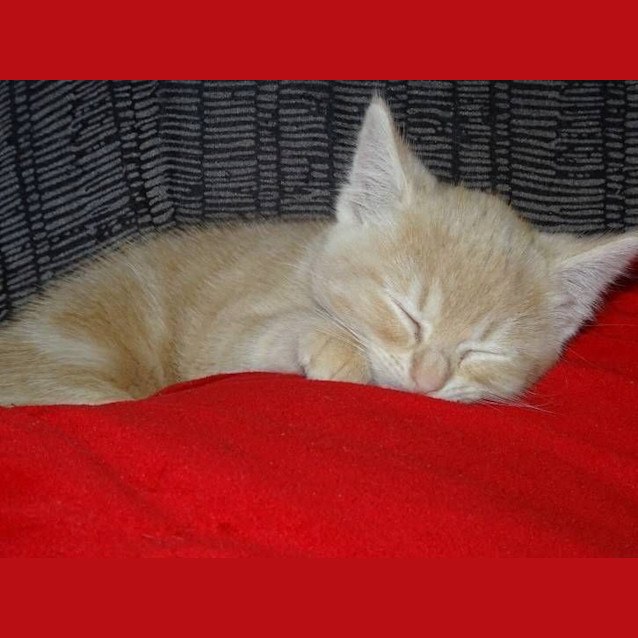 Photo of Max   Kitten Kapers Rescue 