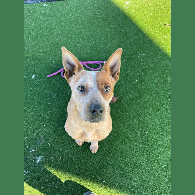 Photo of Taffy Imp 827