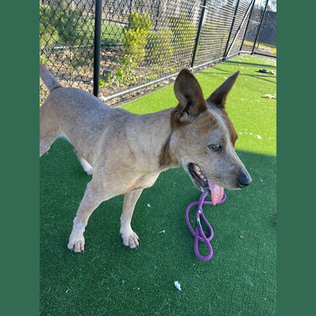 Photo of Taffy Imp 827