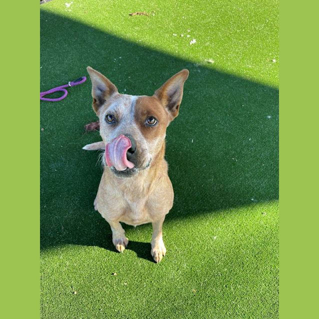 Photo of Taffy Imp 827