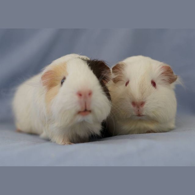 Photo of Sally And Alice