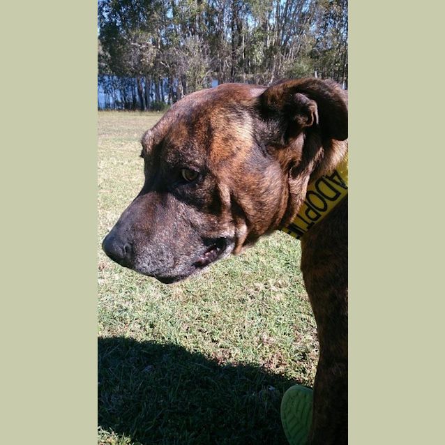 Photo of Major (At Rspca Big Adopt Day Sept 19 Brisbane)
