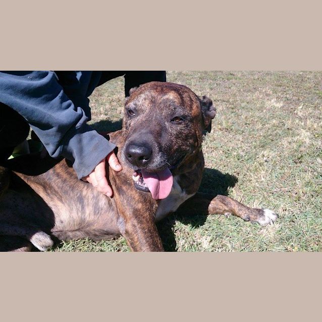 Photo of Major (At Rspca Big Adopt Day Sept 19 Brisbane)