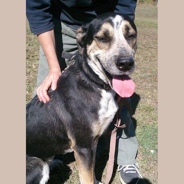 Photo of Nala (At Rspca Big Adopt Day Sept 17 Brisbane)
