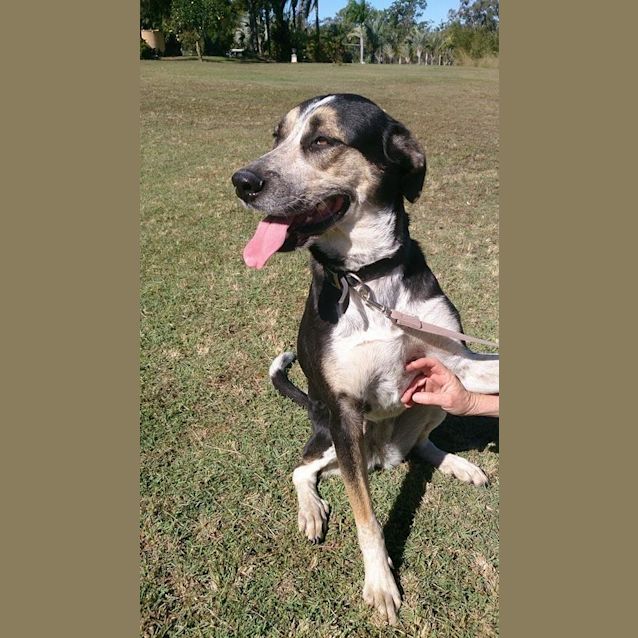 Photo of Nala (At Rspca Big Adopt Day Sept 17 Brisbane)