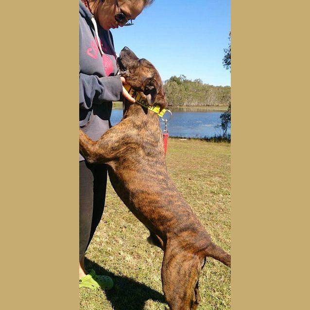 Photo of Major (At Rspca Big Adopt Day Sept 19 Brisbane)