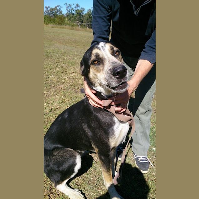 Photo of Nala (At Rspca Big Adopt Day Sept 17 Brisbane)