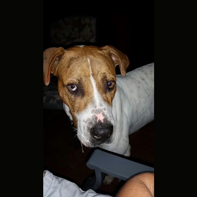 Photo of Tetley (Adoption Pending)