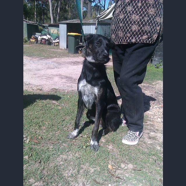 Photo of Meika (Adoption Pending)