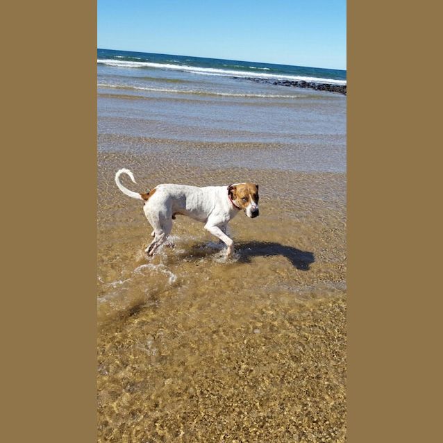 Photo of Tetley (Adoption Pending)