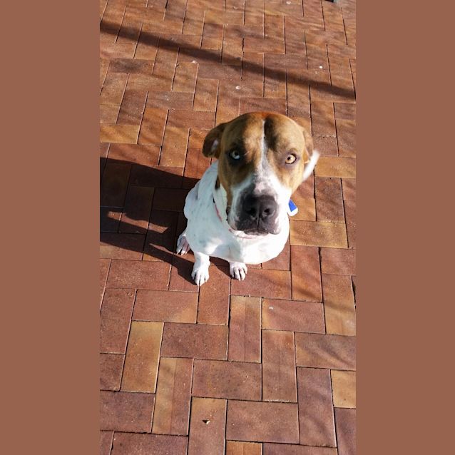 Photo of Tetley (Adoption Pending)