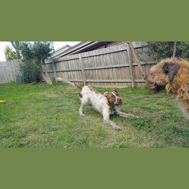 Photo of Major Nelson   Would Thrive As An Only Dog!