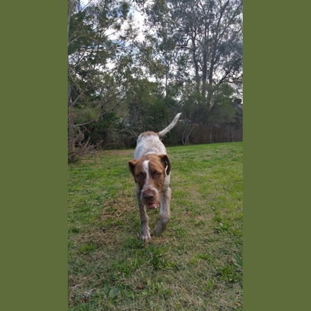 Photo of Major Nelson   Would Thrive As An Only Dog!