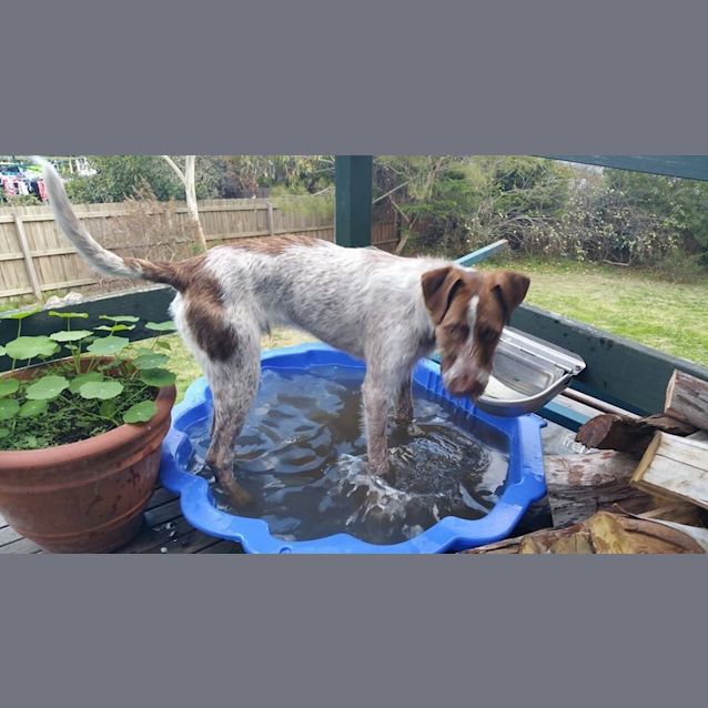 Photo of Major Nelson   Would Thrive As An Only Dog!