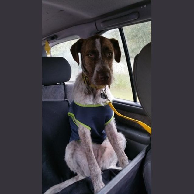 Photo of Major Nelson   Would Thrive As An Only Dog!