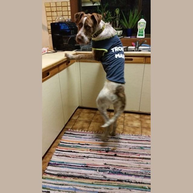 Photo of Major Nelson   Would Thrive As An Only Dog!