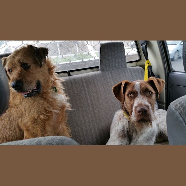 Photo of Major Nelson   Would Thrive As An Only Dog!