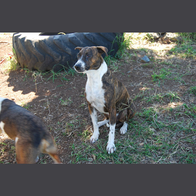 Photo of Ava (Adoption Pending)