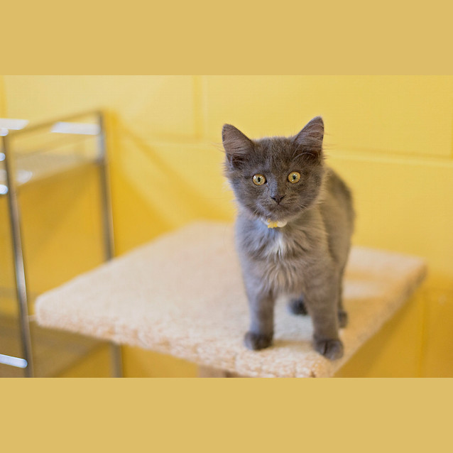 Photo of Maple