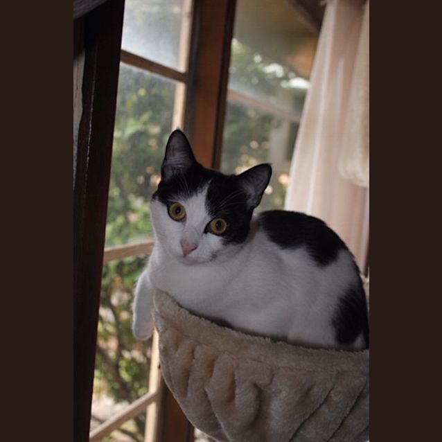 Photo of Poppy