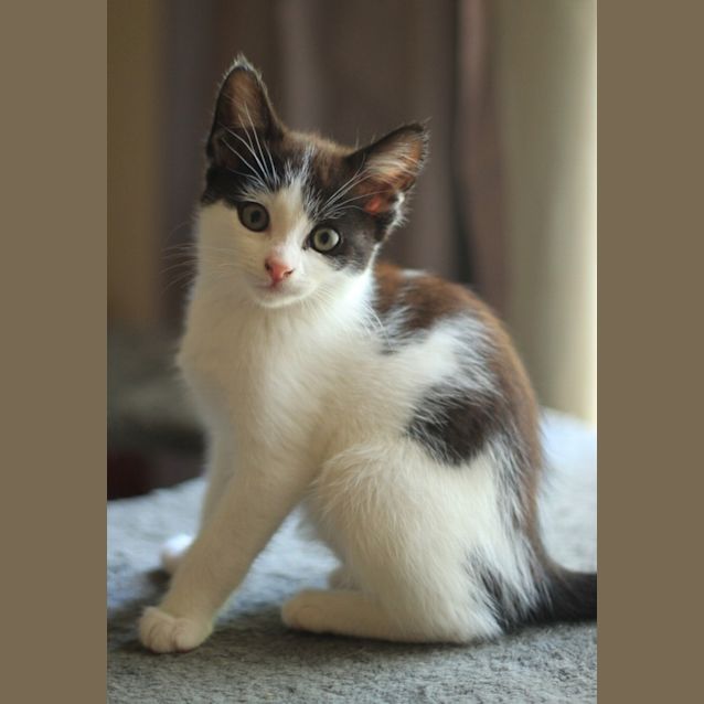 Photo of Poppy