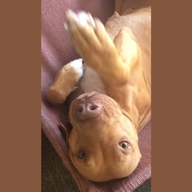 Photo of Nala