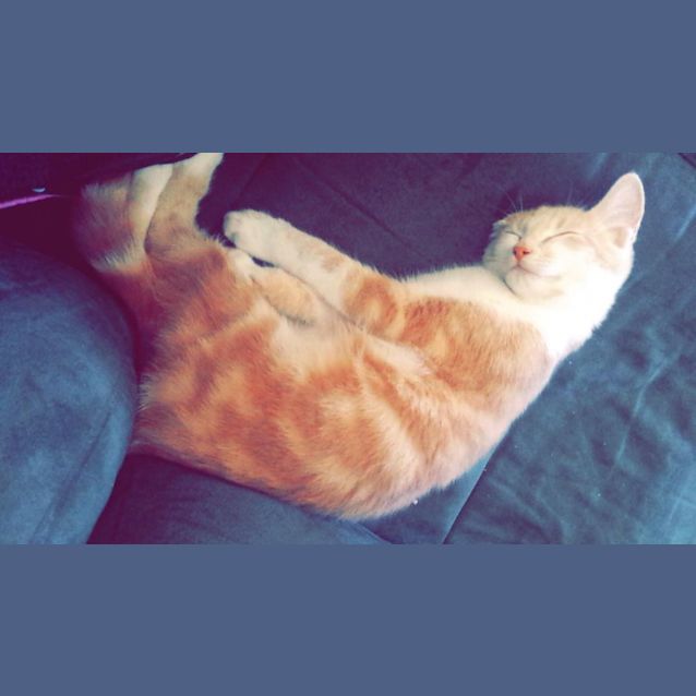 Photo of Vinny