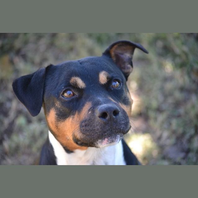 Photo of Boo