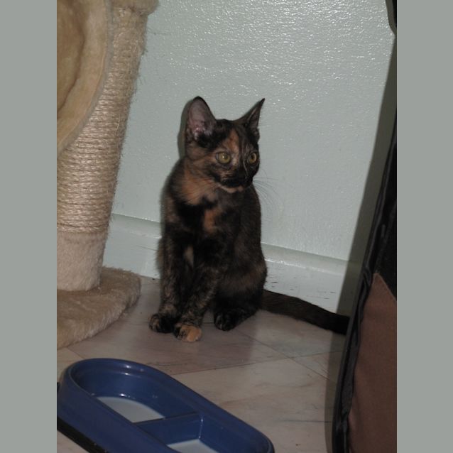 Photo of "Minny"   Purrfect Match