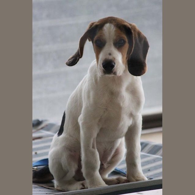 Photo of Boomer